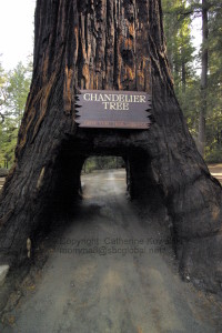Chandelier Drive-Thru Tree