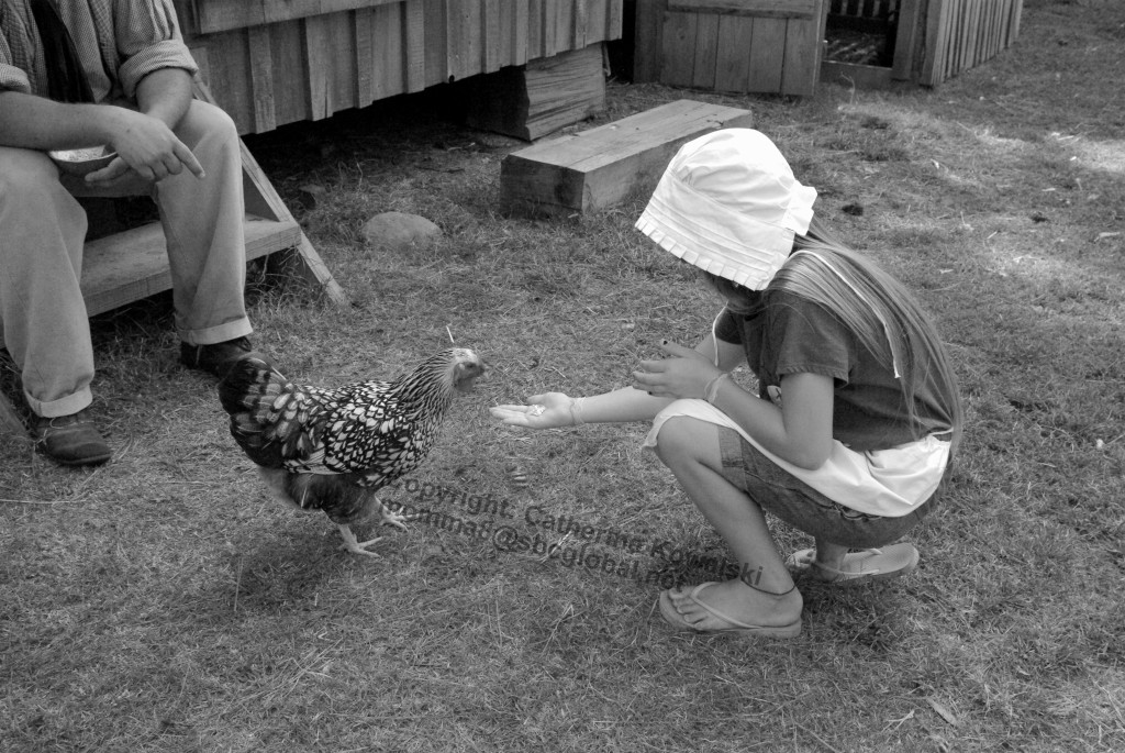 Feeding Chicken at Island Farm, Manteo NC